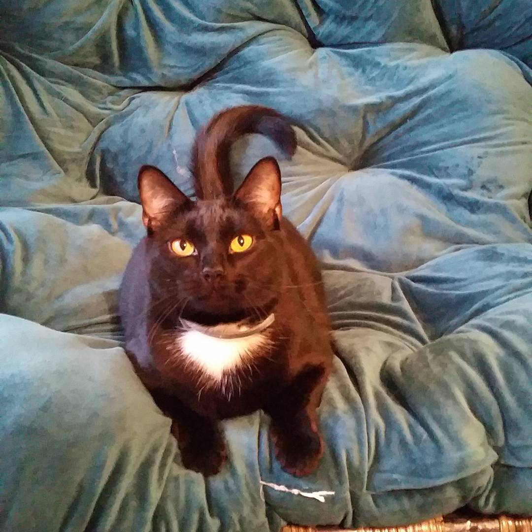 A TARA Rescue dog in foster care, representing the animals your donation helps.