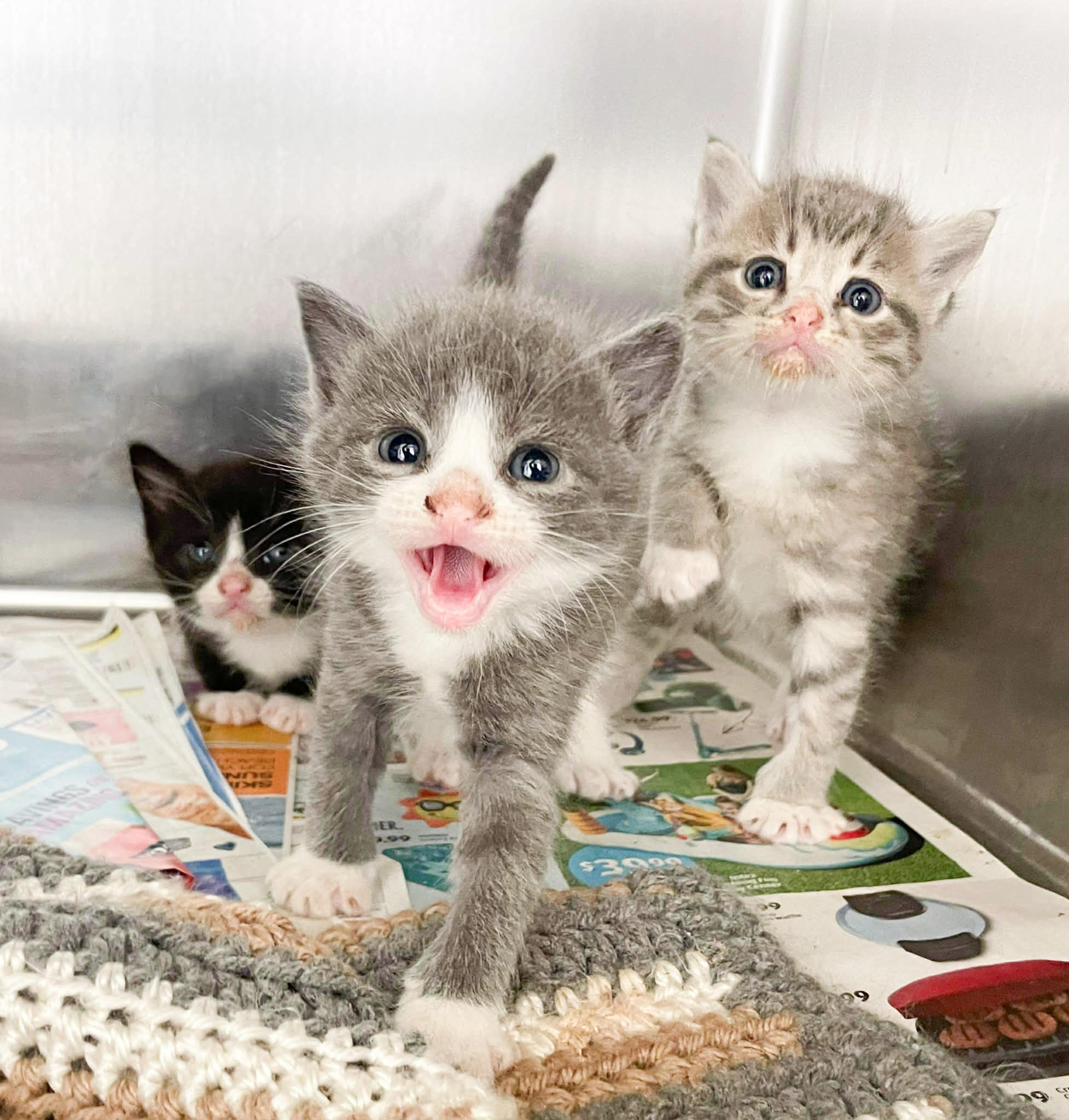 A TARA Rescue dog in foster care, representing the animals we serve.