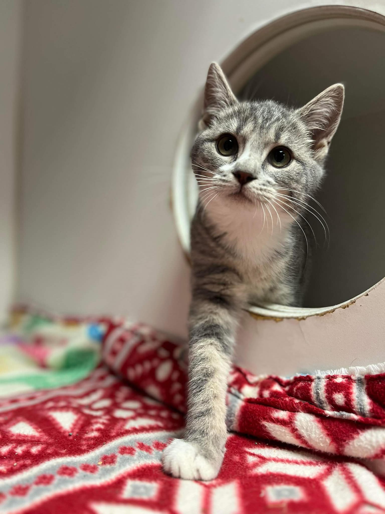 A happy TARA dog, representing the many starfish saved through the rescue.
